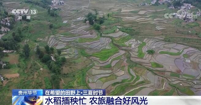 贵州毕节水稻插秧忙 农旅融合好风光