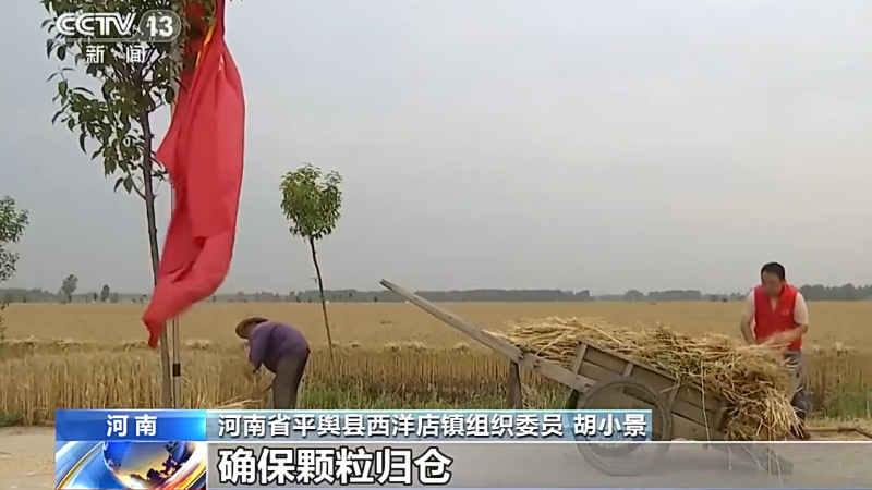在希望的田野上·三夏时节丨河南：麦收进入高峰 各地抢收忙
