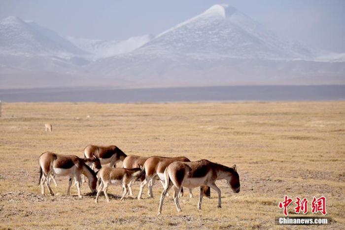 资料图：一群藏野驴在可可西里腹地觅食。 切嘎 摄