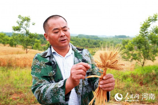 杨长太查看小麦成熟度。人民网记者 慎志远摄