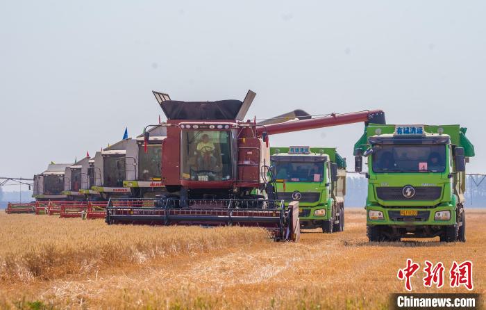 【大国“粮”策】河南小麦大规模机收基本结束 收获面积逾8500万亩