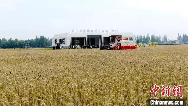 无人驾驶收割机在四川“五良”融合无人农场(大邑)收割小麦。　西华大学供图