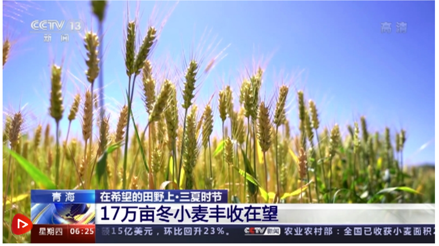 大国“粮”策｜冬小麦种植在黄河沿线乡镇基本全覆盖 丰收在望