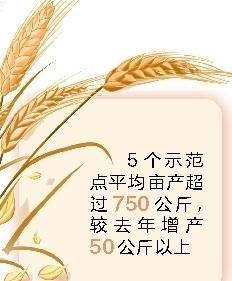 陕西“吨半田”小麦产量创新高