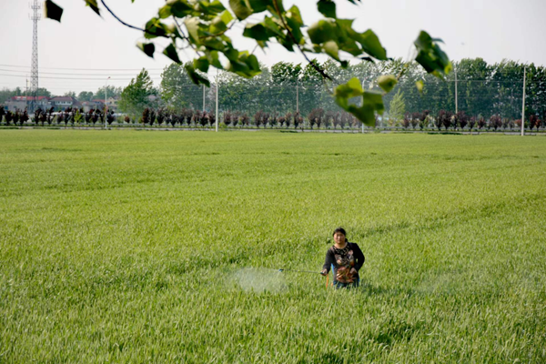 资料图片：一农民正在喷洒农药，做好小麦中后期“一喷三防”管理。东海县委宣传部供图