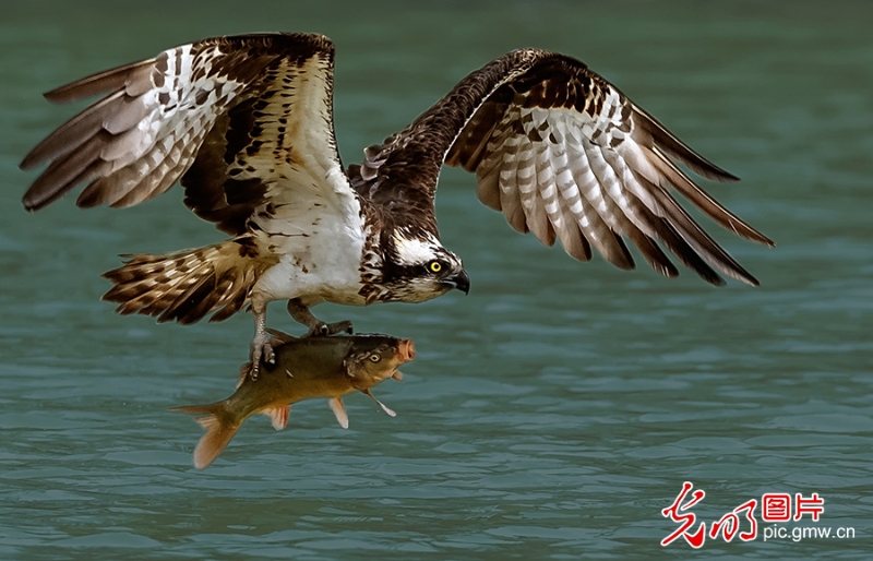 【我们的新时代】河南孟津：黄河湿地成为鸟儿的天堂