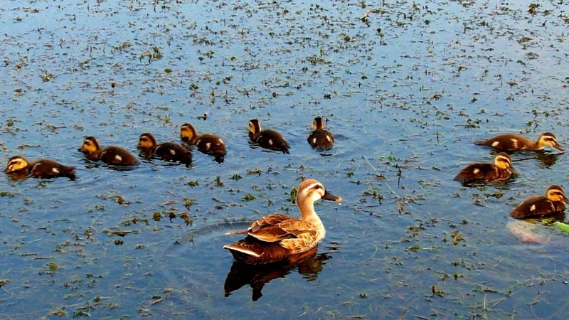 白洋淀湿地全域列为禁猎区 全年为禁猎期