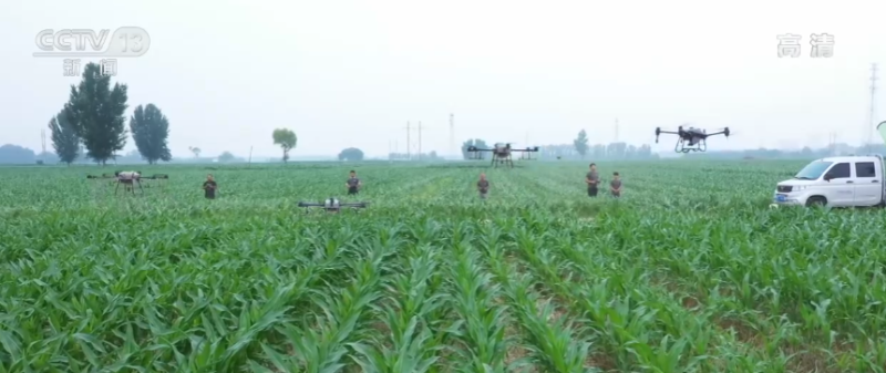 在希望的田野上·三夏时节 | 河南滑县：抓好田间管理 防治玉米倒伏及病虫害