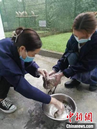 陕西汉中朱鹮保护区繁育中心今年繁育幼鸟47只