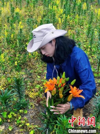 村民采摘百合花。　壤塘县委宣传部供图