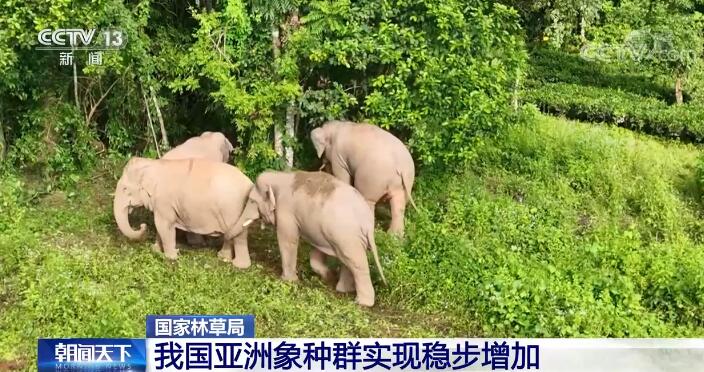 我国亚洲象种群实现稳步增加 亚洲象多项科研取得新进展