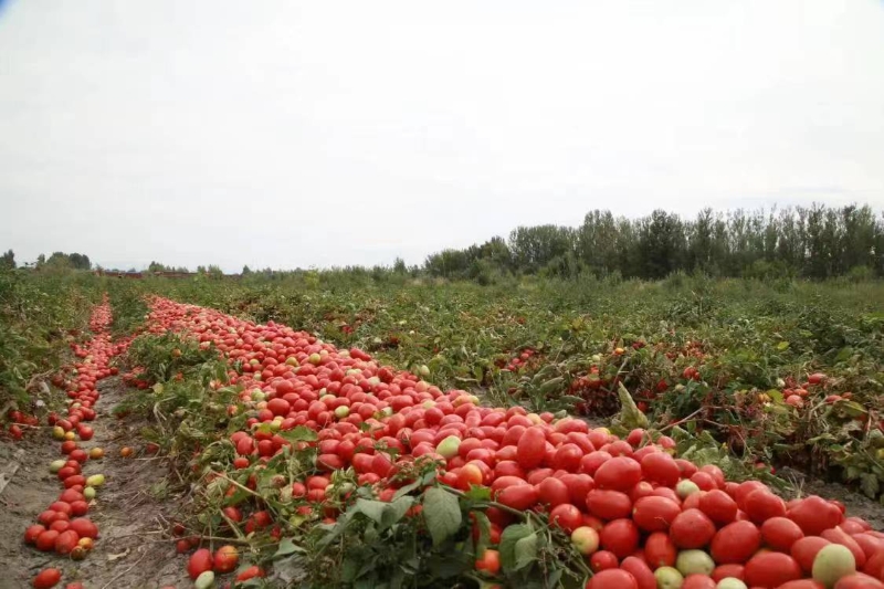 秋收正当时 新疆生产建设兵团第九师：番茄、红花双丰收