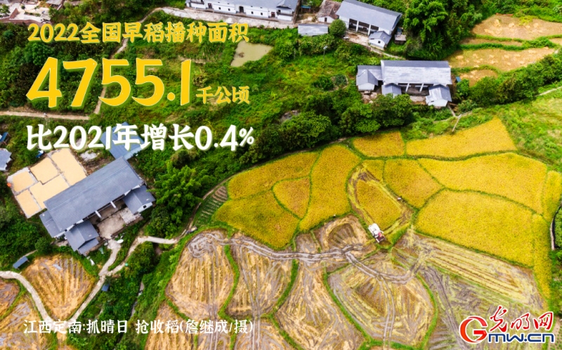 【数据海报】早稻抢收 “丰”景如画！全国早稻播种面积已达7132.6万亩
