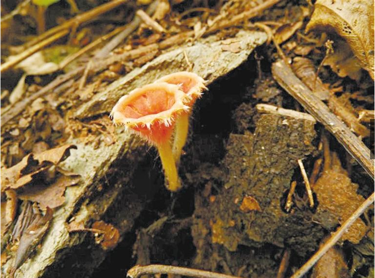 陕西科研团队在秦岭发现一大型真菌新种 被命名为宁陕小口盘菌