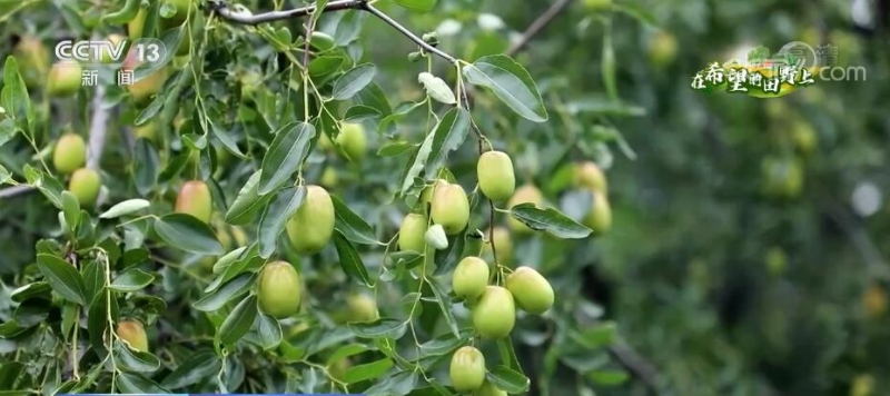 在希望的田野上 | 万亩红枣迎来收获期 “红枣节”促销售助农增收
