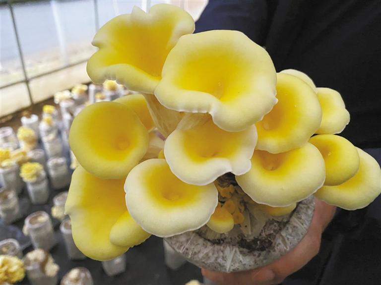 人工栽培的榆黄蘑。 本版照片除署名外均由本报记者 张梅摄