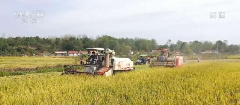 在希望的田野上 | 湖北宜城56万亩水稻开镰收割 预计总产达35万吨