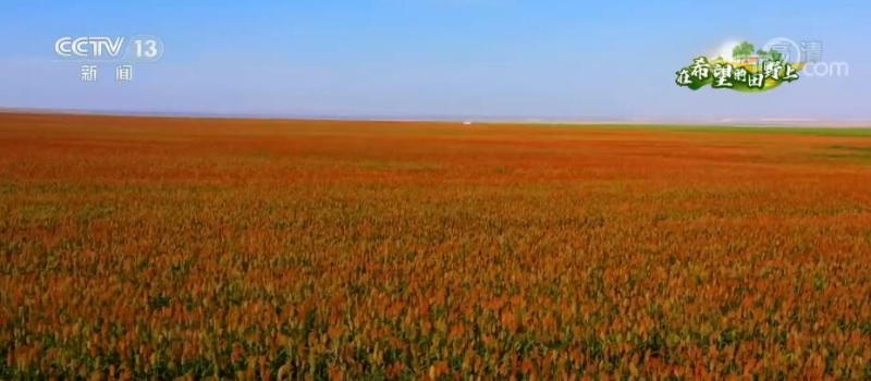 在希望的田野上 | 推广高产抗旱农作物 高粱产量逐年提升