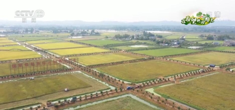 在希望的田野上 | 28.2万亩水稻陆续成熟 全程机械化生产助增收