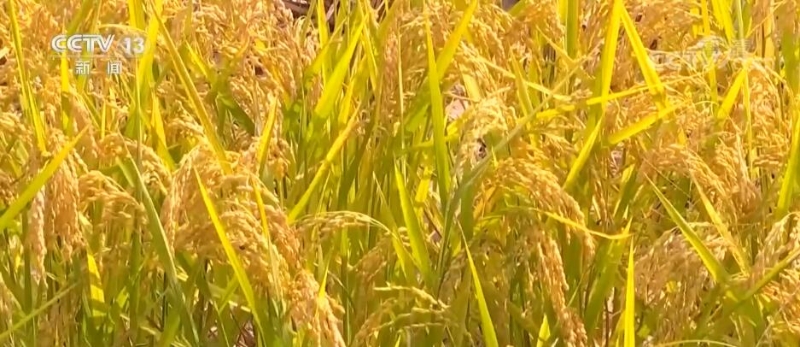 在希望的田野上 | 水稻进入收获季 机械化收割节本增效