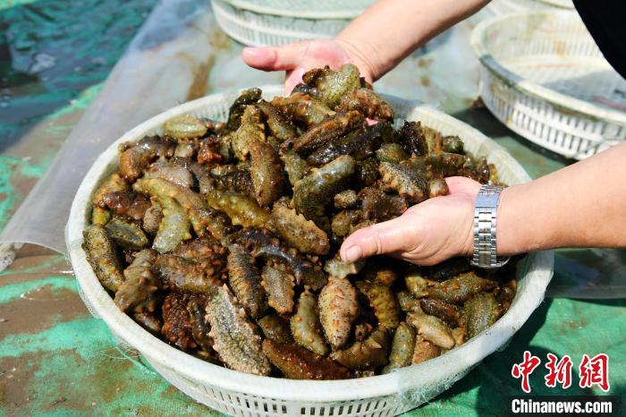 9月26日，亩海乐亭县一家海参养殖基地的参收员工在整理收获的海参。　刘江涛 摄