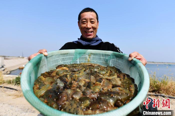 9月26日，亩海乐亭县一家海参养殖基地的参收员工展示收获的海参。　刘江涛 摄