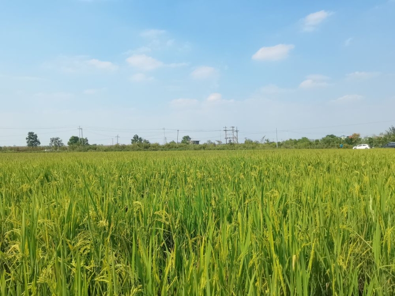 新华全媒+|助农稳产、降污减碳、科企合作——“三本账”透视节水抗旱稻