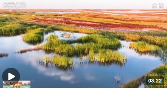 江河奔腾看中国丨莫莫格湿地：河湖连通 打造生态活水网