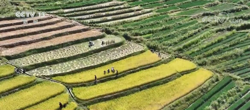 在希望的田野上 | 四川喜德高山水稻收割 亩产增加超400斤