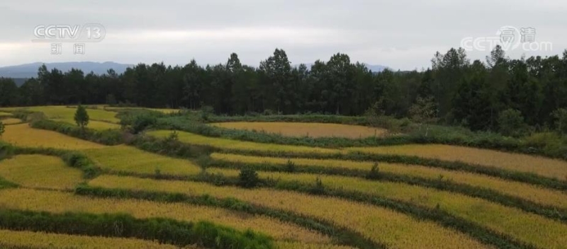 在希望的田野上 | 梯田水稻美如画 机械作业助农增收