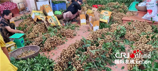 （果篮的十年变化）越南龙眼季节收获忙 中国市场助当地果农走上致富大道_fororder_3