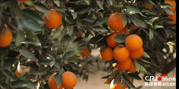 （果篮的变化十年变化）鲜橙贸易促进中埃经贸关系更为紧密 助力埃及农业发展_fororder_埃及鲜橙