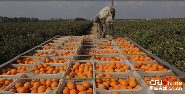（果篮的十年变化）鲜橙贸易促进中埃经贸关系更为紧密 助力埃及农业发展_fororder_埃及鲜橙采摘