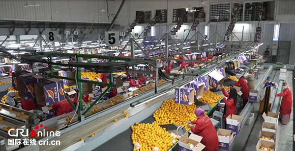 （果篮的十年变化）鲜橙贸易促进中埃经贸关系更为紧密 助力埃及农业发展_fororder_埃及鲜橙分拣生产间