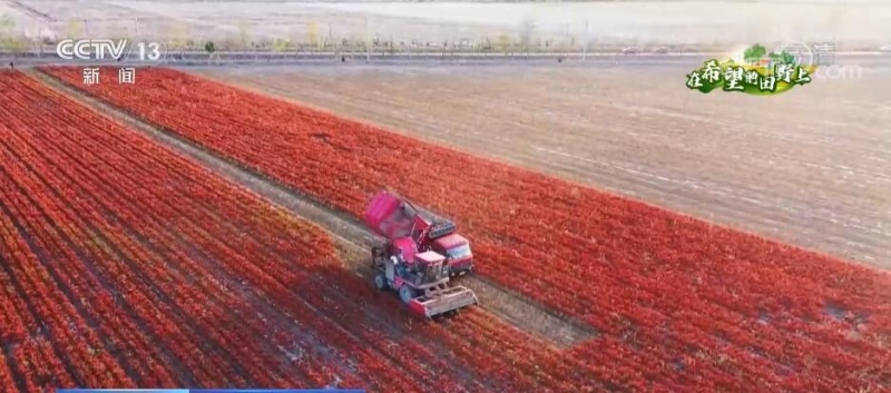 在希望的田野上 | 火红辣椒迎丰收 机械采收效率高