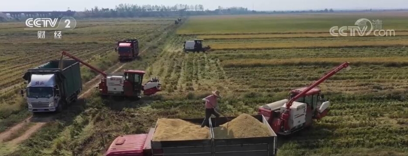 在希望的田野上 | 江西共青城：中稻收割提速 秋粮收购开秤