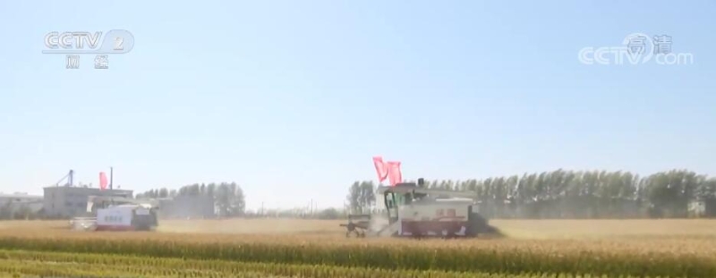 在希望的田野上 | 黑龙江绥化500多万亩水稻迎来丰收季