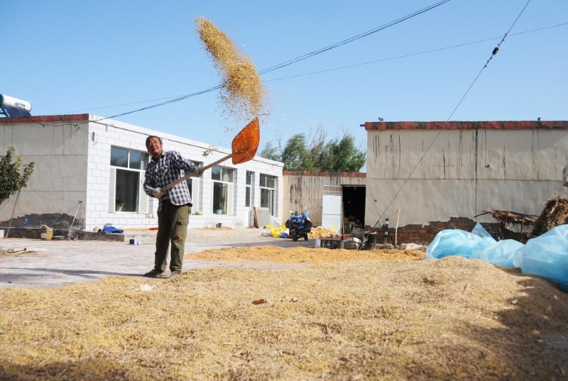 内蒙古巴彦淖尔：玉米不减产 大豆额外赚
