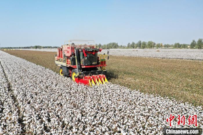 新疆尉犁县棉田里，驰骋国产采棉机正在采收棉花。棉田　汪志鹏 摄
