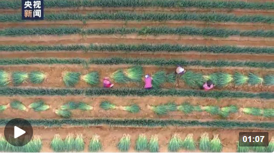 在希望的田野上丨甘肃榆中大葱丰收 特色产业让农户增收