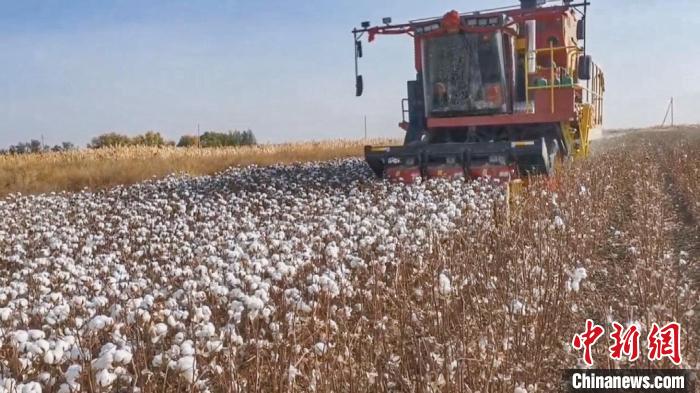 新疆乌苏市182万亩棉田采收过半 国产采棉机占七成以上