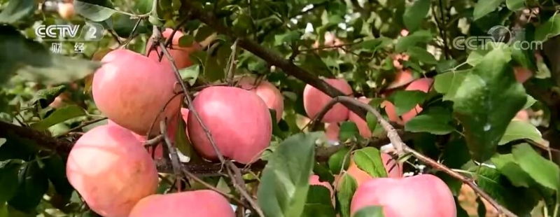 山东沂源32万亩苹果获丰收 助力农民增收致富
