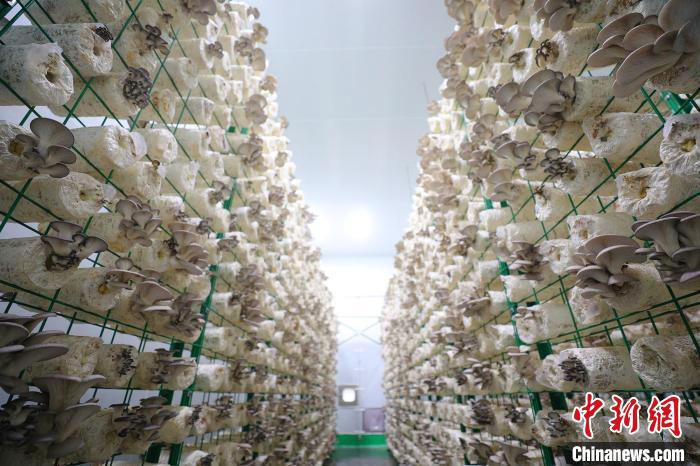 新疆托克逊县：工厂化蘑菇种植丰富老百姓餐桌（图）