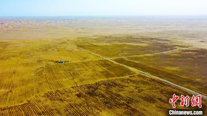 在位于塔克拉玛干沙漠腹地的新疆巴州且末县，9万余亩大芸迎来丰收。　阿曼江？阿力甫 摄