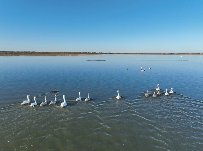 榆林河口天鹅自然保护地迎来首批南迁白天鹅