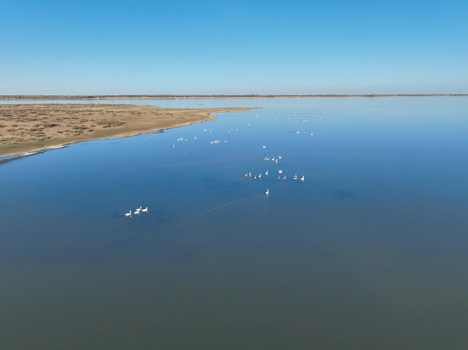 榆林河口天鹅自然保护地迎来首批南迁白天鹅