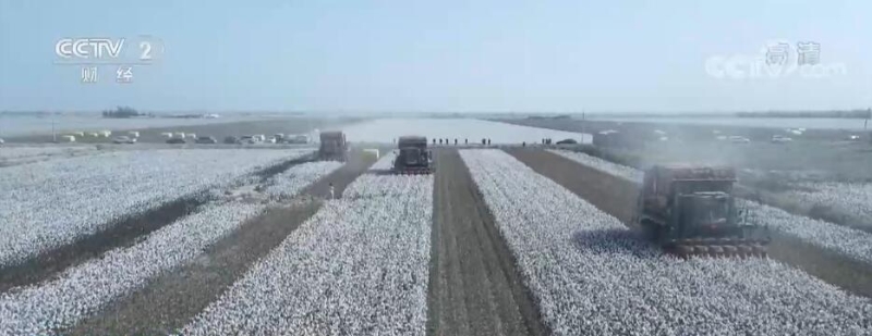 新疆棉花进入盛采期 生产全程机械化助力全面采收