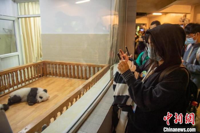 在蓉港澳台侨大学生参观成都熊猫基地。　刘忠俊 摄