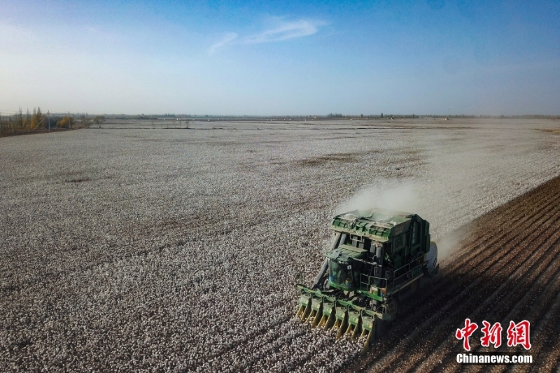 图为10月29日，由两名“90后”管理的新疆尉犁县3000亩超级棉田迎来机械化采收。（无人机照片） 中新社发 妥红艳 摄