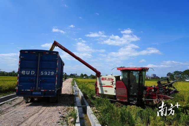 收割上来的稻谷装入路旁的运输车里，随即转运至稻谷烘干区域。  